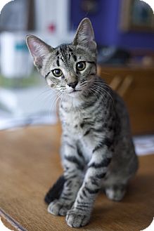 Domestic Shorthair Kitten for Sale in Chicago, Illinois - Patrick Domestic Shorthair Kitten for Sale in Chicago, Illinois - Patrick