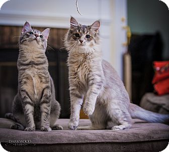 Domestic Shorthair Kitten for Sale in St. Louis, Missouri - Esther Domestic Shorthair Kitten for Sale in St. Louis, Missouri - Esther