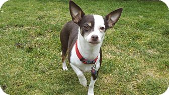 Chihuahua/Dachshund Mix Dog for Sale in Clear Lake, Washington - Squirt Chihuahua/Dachshund Mix Dog for Sale in Clear Lake, Washington - Squirt