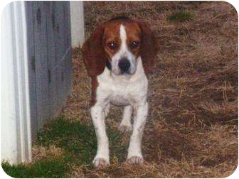 Beagle Mix Dog for Sale in Reynoldsburg, Ohio - Buddy Beagle Mix Dog for Sale in Reynoldsburg, Ohio - Buddy