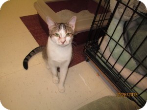 Domestic Shorthair Cat for Sale in Oceanside, New York - Pembro Domestic Shorthair Cat for Sale in Oceanside, New York - Pembro