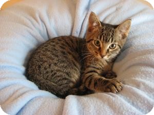 Domestic Shorthair Kitten for Sale in Eagan, Minnesota - Boston Domestic Shorthair Kitten for Sale in Eagan, Minnesota - Boston