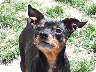 Miniature Pinscher Mix Dog for Sale in Meridian, Idaho - Faith Miniature Pinscher Mix Dog for Sale in Meridian, Idaho - Faith