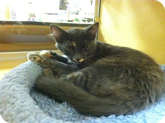 Domestic Shorthair Kitten for Sale in Monroe, Georgia - Hazel Domestic Shorthair Kitten for Sale in Monroe, Georgia - Hazel