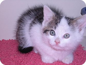 Domestic Mediumhair Kitten for Sale in New Castle, Pennsylvania - Benny Domestic Mediumhair Kitten for Sale in New Castle, Pennsylvania - Benny