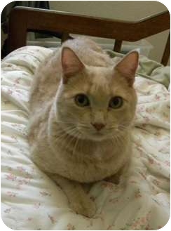 Domestic Shorthair Cat for Sale in Mesa, Arizona - Buffy Domestic Shorthair Cat for Sale in Mesa, Arizona - Buffy