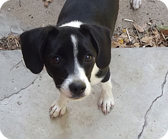 Beagle/Border Collie Mix Dog for Sale in Granbury, Texas - Tina Beagle/Border Collie Mix Dog for Sale in Granbury, Texas - Tina