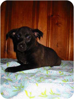 Border Collie/Terrier (Unknown Type, Medium) Mix Puppy for Sale in Ballwin, Missouri - Ziva Border Collie/Terrier (Unknown Type, Medium) Mix Puppy for Sale in Ballwin, Missouri - Ziva