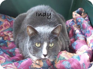 American Shorthair Cat for Sale in Hamilton, Montana - Indy American Shorthair Cat for Sale in Hamilton, Montana - Indy