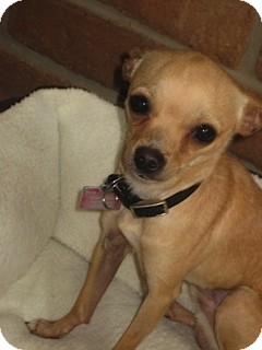 Chihuahua Dog for Sale in San Diego, California - Ace Chihuahua Dog for Sale in San Diego, California - Ace