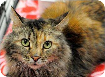 Maine Coon Cat for Sale in Harrisburg, North Carolina - Maggie Mae Maine Coon Cat for Sale in Harrisburg, North Carolina - Maggie Mae