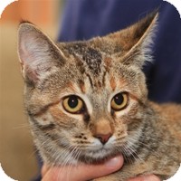 Domestic Shorthair Cat for Sale in Albany, New York - Nora Domestic Shorthair Cat for Sale in Albany, New York - Nora