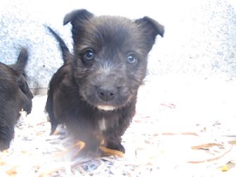 Terrier (Unknown Type, Small) Mix Puppy for Sale in Hamilton, Montana - Pup 3 Terrier (Unknown Type, Small) Mix Puppy for Sale in Hamilton, Montana - Pup 3