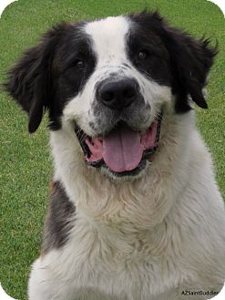 St. Bernard/St. Bernard Mix Dog for Sale in Glendale, Arizona - TOBY St. Bernard/St. Bernard Mix Dog for Sale in Glendale, Arizona - TOBY