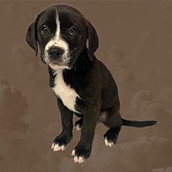 Photo of Athena Pup 6