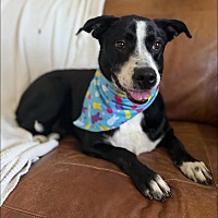 adopt-pet