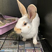 adopt-pet