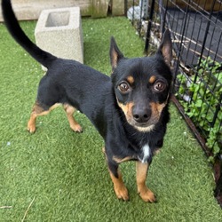 Photo of Louie 8251, adoptable Chihuahua Mixed Breed (Medium) in Loxahatchee, Florida