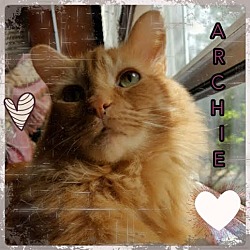 Thumbnail photo of Archie #2