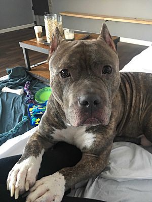 Presa canario pitbull online mix puppies