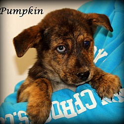 Thumbnail photo of Pumpkin~adopted! #1