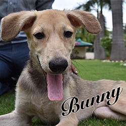 Thumbnail photo of Bunny-Indian Pariah dog #2
