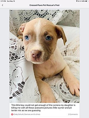 Winter Haven Fl Weimaraner Meet Elijah A Pet For Adoption