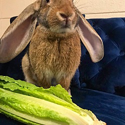 Photo of Benjamin Bunny