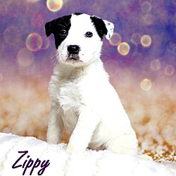 Thumbnail photo of Zippy~adopted! #1