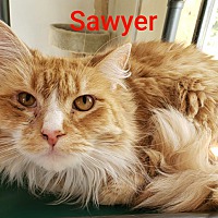 Photo of Sawyer