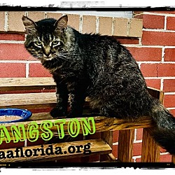 Photo of Langston