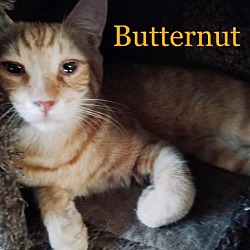 Thumbnail photo of Butternut #2