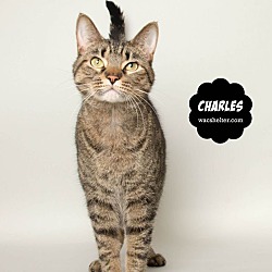 Photo of CHARLES