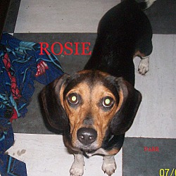 Thumbnail photo of ROSIE #2