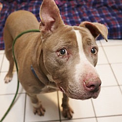 Thumbnail photo of Chip- Foster or Adopt #4