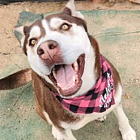 adopt a pet