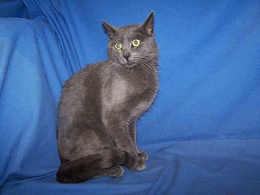 Colorado Springs Co Russian Blue Meet Wolf A Pet For Adoption
