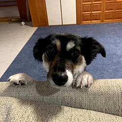 Photo of Oreo 