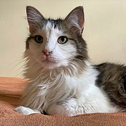 Photo of Meatloaf