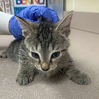 adopt a pet