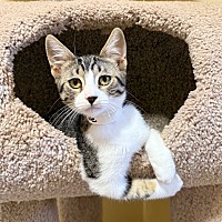adopt a pet