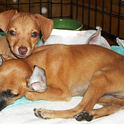 Photo of GINGER~ part of a bonded pair