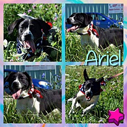 Photo of Ariel