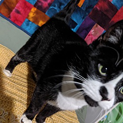 Thumbnail photo of Buddy Cat #3