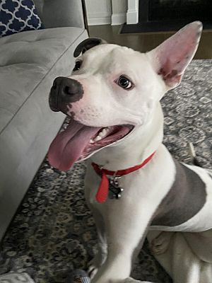 Denver Nc American Pit Bull Terrier Meet Loki A Pet For Adoption