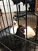 Adopt a Pet :: silkie blk - Chico, CA -  Chicken