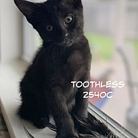 Photo of Toothless