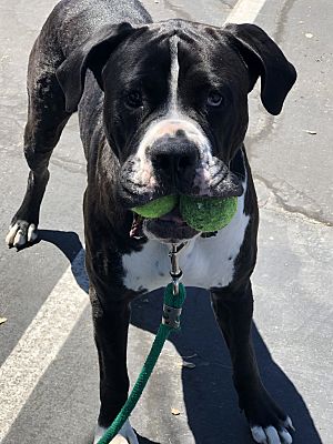 San Diego, CA - Cane Corso/Great Dane. Meet Ripley a Pet for Adoption