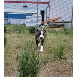 Photo of THOR