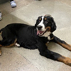 Las Vegas NV Bernese Mountain Dog. Meet Duke a Pet for Adoption